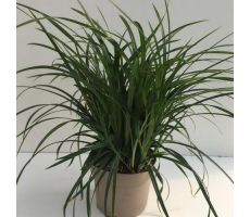 Carex Morrowii Irish Green, pot 17 cm