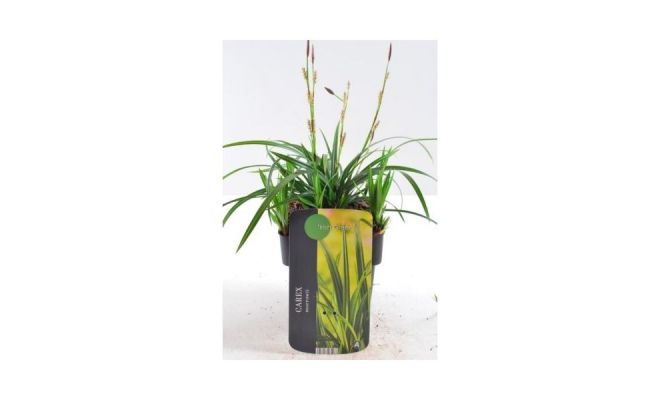 Carex Morrowii Irish Green, pot 17 cm - afbeelding 1