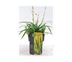 Carex Morrowii Irish Green, pot 17 cm - afbeelding 1