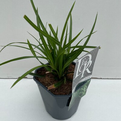Carex morrowii Irish Green, pot 17 cm, h 30 cm