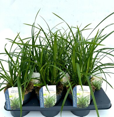 Carex morrowii 'Irish Green'' potmaat 17cm
