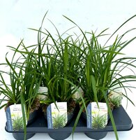Carex morrowii 'Irish Green'' potmaat 17cm