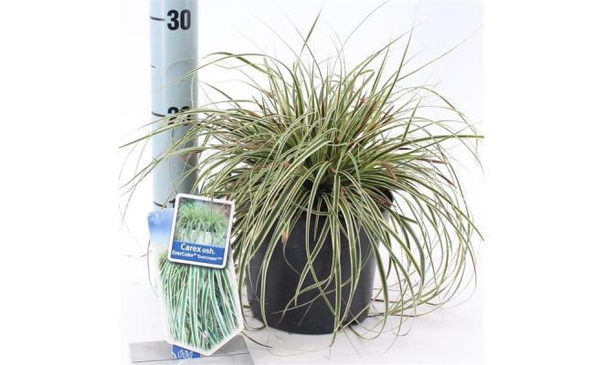 Carex Oshimensis Ever Color Evercream Ficre, pot 17 cm, h 20 cm