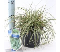 Carex Oshimensis Ever Color Evercream Ficre, pot 17 cm, h 20 cm