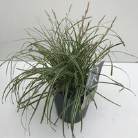 Carex oshimensis Evercream, pot 17 cm, h 30 cm - afbeelding 2