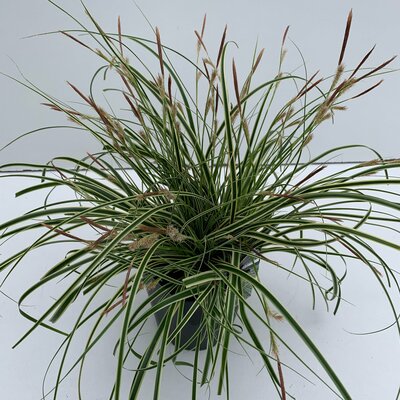 Carex oshimensis Evercream, pot 17 cm, h 30 cm - afbeelding 1