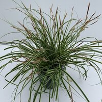 Carex oshimensis Evercream, pot 17 cm, h 30 cm - afbeelding 1