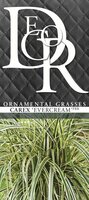 Carex oshimensis Evercream, pot 17 cm, h 30 cm - afbeelding 3