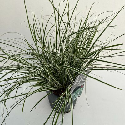 Carex oshimensis 'Everest'