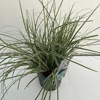 Carex oshimensis 'Everest'