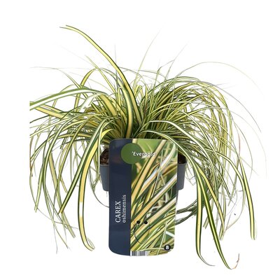 Carex oshimensis Evergold, pot 17 cm, h 40 cm