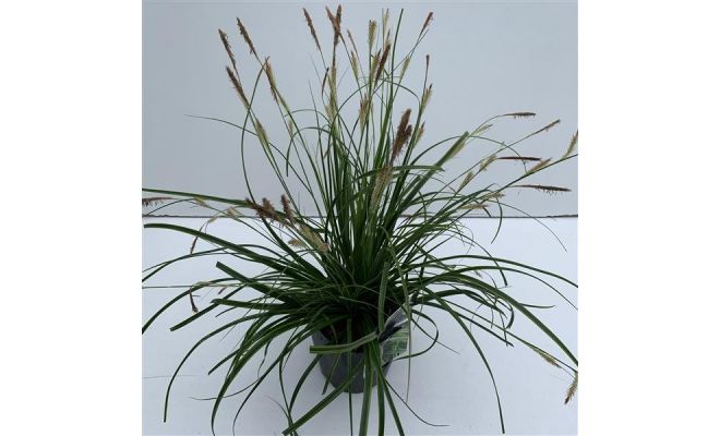 Carex Oshimensis Everlime - afbeelding 1