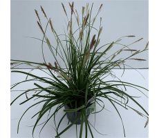 Carex Oshimensis Everlime - afbeelding 1