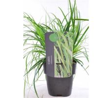 Carex Oshimensis Everlime - afbeelding 2