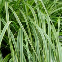 Carex oshimensis Everlime, p 17, h 45 cm - afbeelding 4