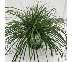 Carex oshimensis Everlime, p 17, h 45 cm - afbeelding 1