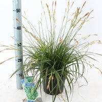 Carex oshimensis Everlime, p 17, h 45 cm - afbeelding 2