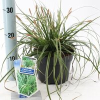Carex oshimensis Everlime, p 17, h 45 cm - afbeelding 3