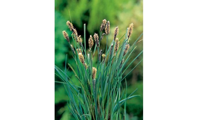 Carex panacea P9 - afbeelding 1
