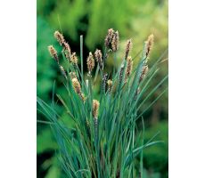 Carex panacea P9 - afbeelding 1