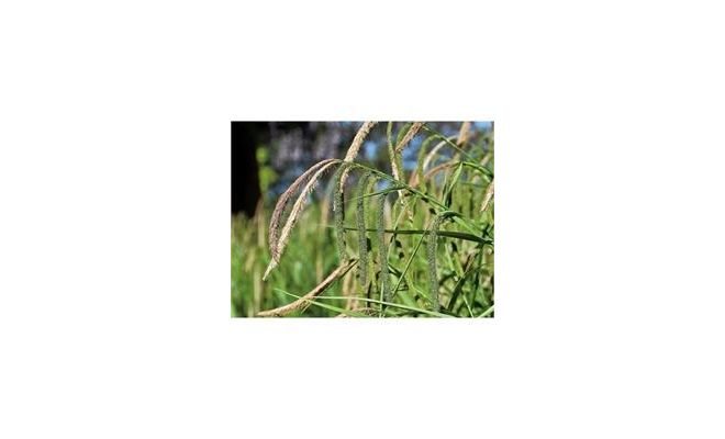 Carex pendula P18