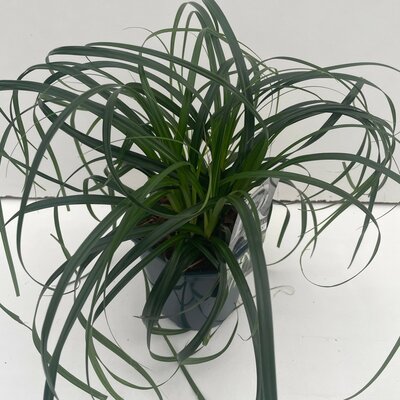 Carex Ribbon Falls, pot 17 cm, h 30 cm