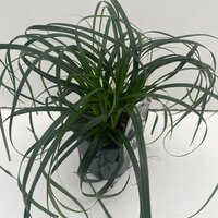 Carex Ribbon Falls, pot 17 cm, h 30 cm