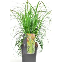 Carex Ribbon Falls, pot 17 cm, h 45 cm