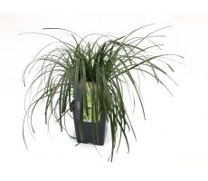 Carex Ribbon Falls, pot 23 cm, h 50 cm