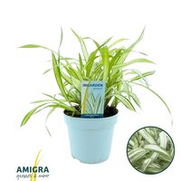 Carex siderostica Shiro P17