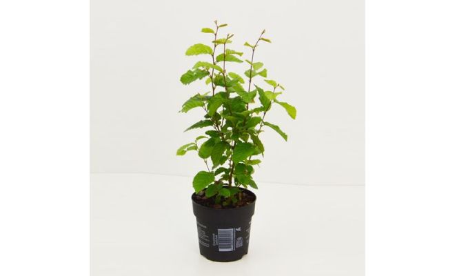 Carpinus betulus six pack P9