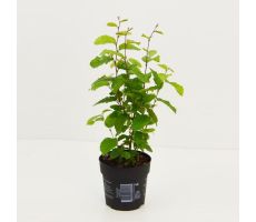 Carpinus betulus six pack P9