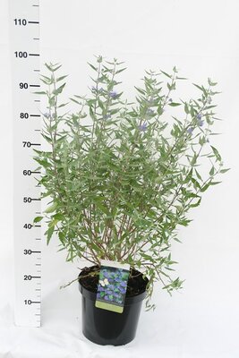 Caryopteris cland. 'Heavenly Blue', pot 13 cm, h 30 cm