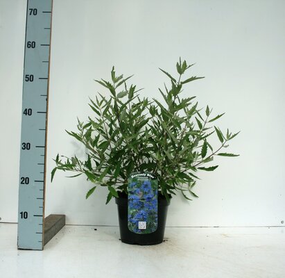 Caryopteris cland. Heavenly Blue, pot 17 cm, h 40 cm