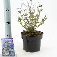 Caryopteris cland. 'Sterling Silver', pot 17 cm, h 35 cm - afbeelding 3