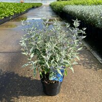 Caryopteris cland. 'Sterling Silver', pot 17 cm, h 35 cm - afbeelding 2