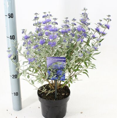 Caryopteris cland. 'Sterling Silver', pot 17 cm, h 35 cm - afbeelding 1