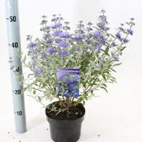 Caryopteris cland. 'Sterling Silver', pot 17 cm, h 35 cm - afbeelding 1