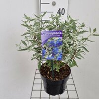 Caryopteris cland. 'Sterling Silver', pot 17 cm, h 35 cm - afbeelding 4
