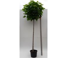 Catalpa Bignonioides Nana (Boltrompetboom), pot 23 cm, h 80 cm - afbeelding 2