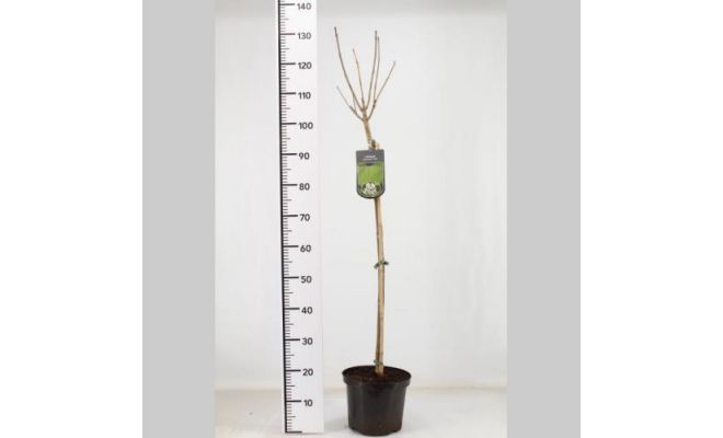 Catalpa Bignonioides Nana (Boltrompetboom), pot 23 cm, h 80 cm - afbeelding 1