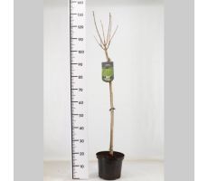 Catalpa Bignonioides Nana (Boltrompetboom), pot 23 cm, h 80 cm - afbeelding 1