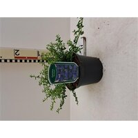 Ceanothus 'Blue Mound, pot 17 cm, h 40 cm