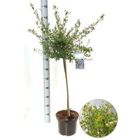 Ceanothus Concha op stam 60 cm, pot 23 cm