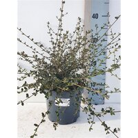 ceanothus griseus 'blue sapphire' pot 17, h 30 cm