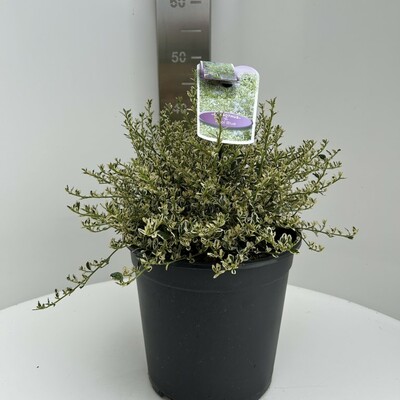 ceanothus impressus 'Cool Blue', pot 22 cm, h 45 cm