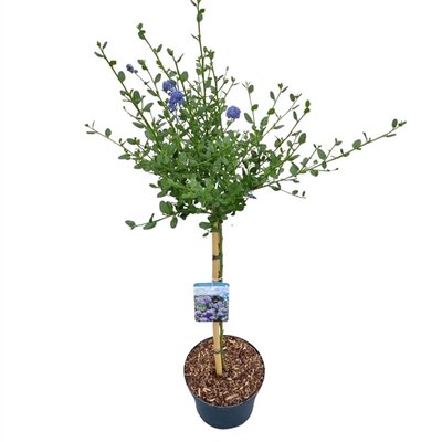 Ceanothus impressus victoria op stam 60 cm, pot 23 cm