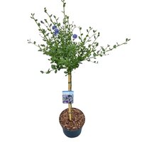 Ceanothus impressus victoria op stam 60 cm, pot 23 cm