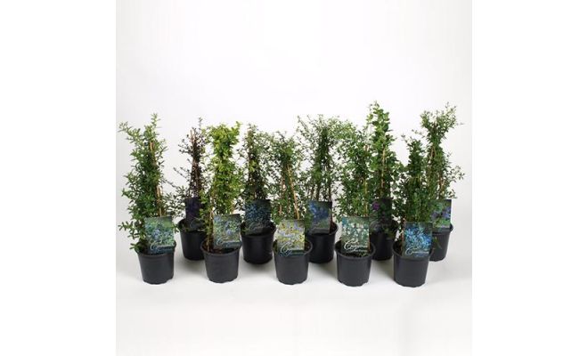 Ceanothus Mix, pot 23 cm, h 60 cm