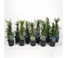 Ceanothus Mix, pot 23 cm, h 60 cm